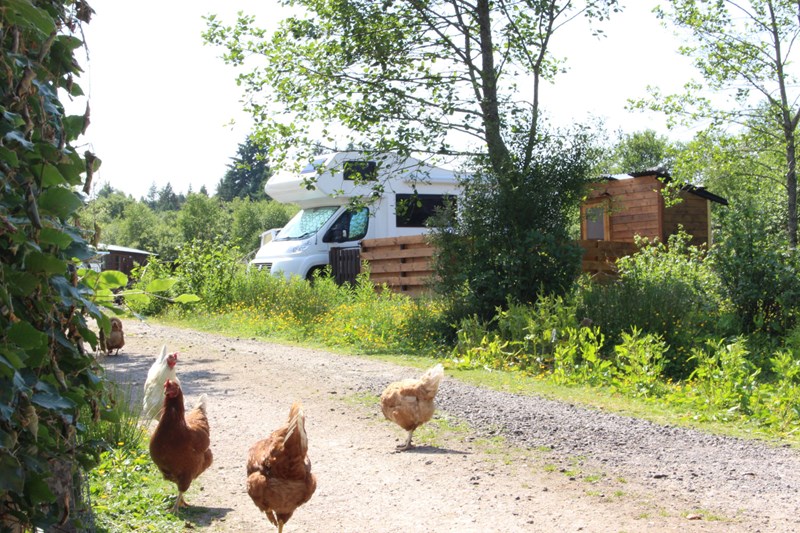 Airds Bay CL Site side and hens