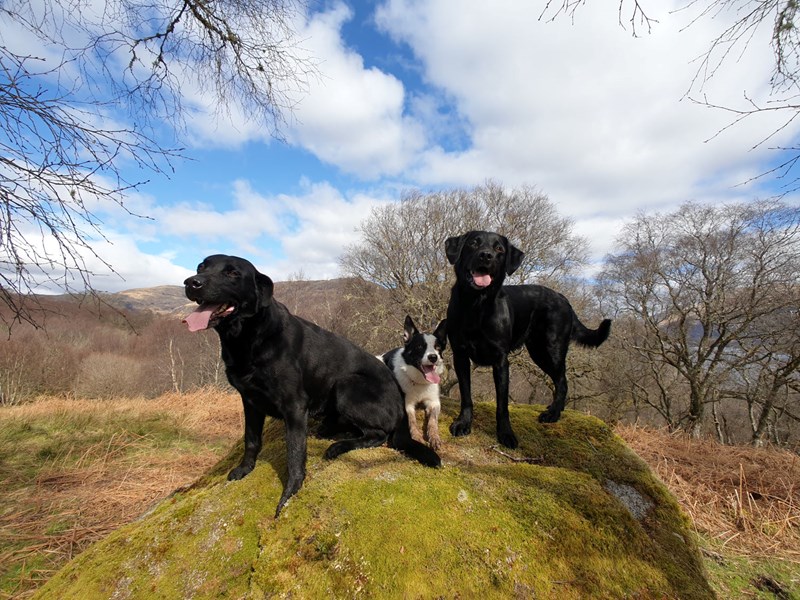 Picture of our dogs on top of one of the near by hills