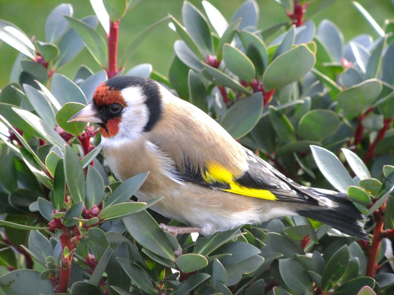 Image of a Goldfinch at Bays and Bens holiday lets and cottages, Airds Bay, Taynuilt, Nr Oban, Argyll, Scotland
