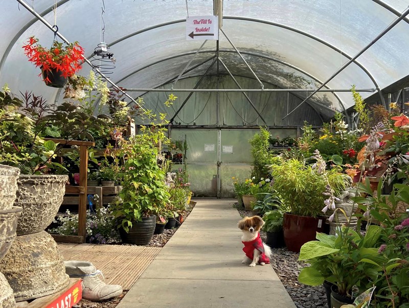 dog in a polytunnel filled with plants