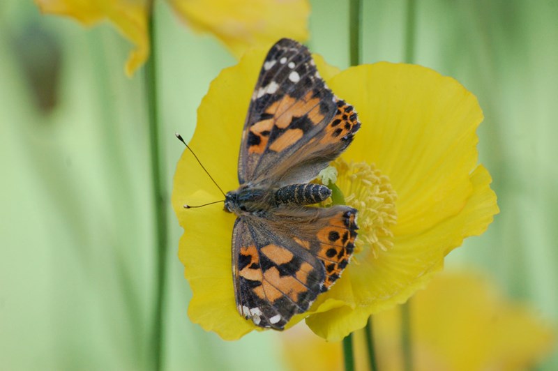 Image of a painted lady butterfly at Bays and Bens holiday lets and cottages, Airds Bay, Taynuilt, Nr Oban, Argyll, Scotland