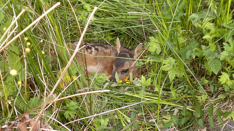 Young Roe Deer in the grass at Airds Bay Taynuilt, nr Oban, self catering holiday let accommodation