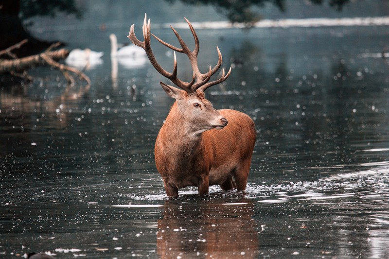 Red deer stag in the water