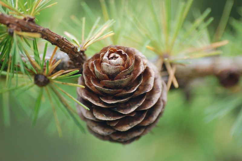 Larch Pine Cone