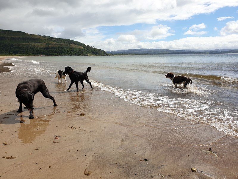 Dogs playing on Tralee white sand beach Benderloch