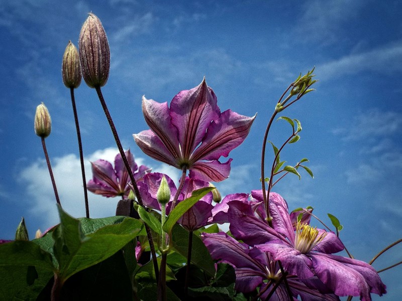 Picture of a clematis blue sky in the background