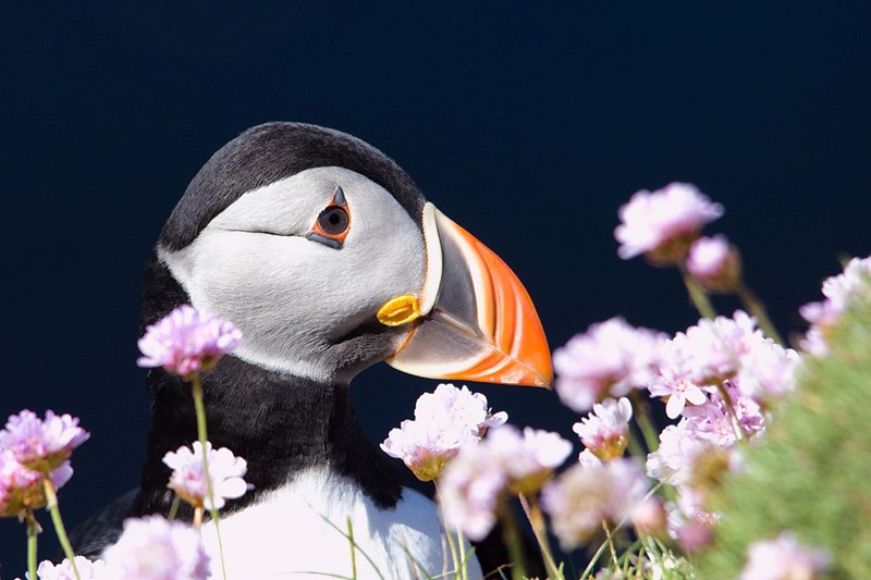 Puffin and sea pinks