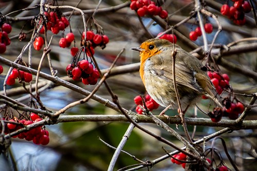 Cadeby Calendar Available - SOLD OUT