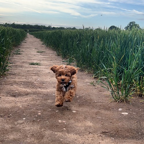 Cadeby Calendar available to order