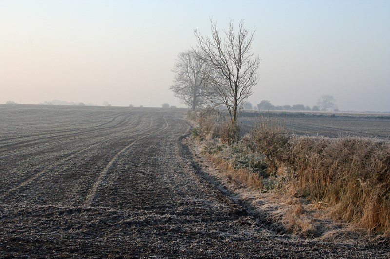 Frost on the fields