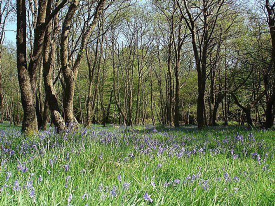 bluebell woods