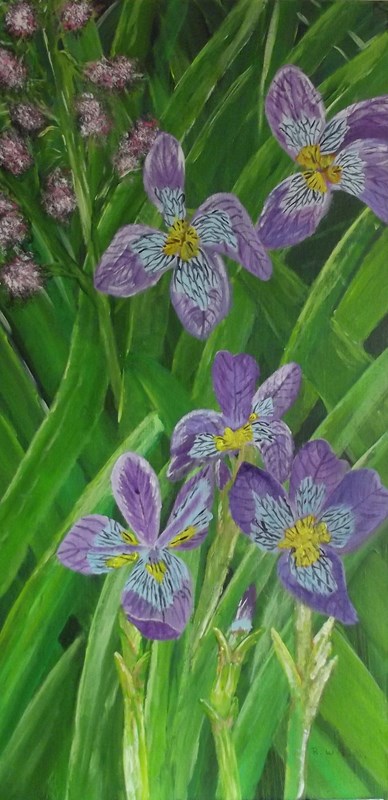 Lillies