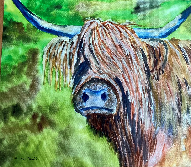 Highland Cow