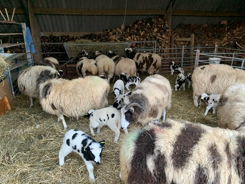 Lambing March 2021