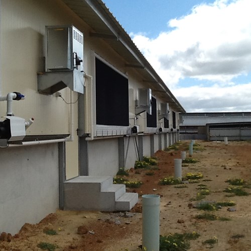 The Importance of a Feasibility Study for Swine Projects