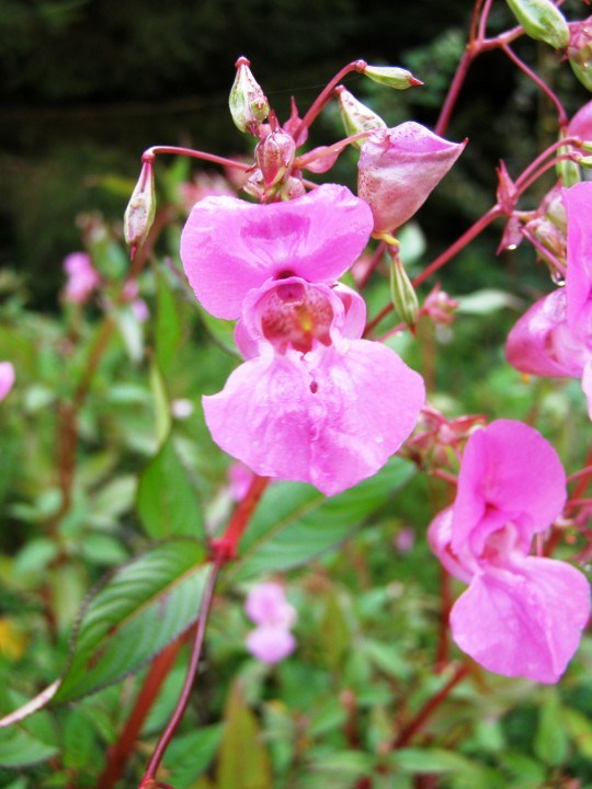 Himalayan Balsam pink flower